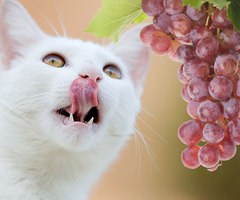 KenhSinhVien-jiu-rf-photo-of-cat-looking-at-grapes-thumb.jpg