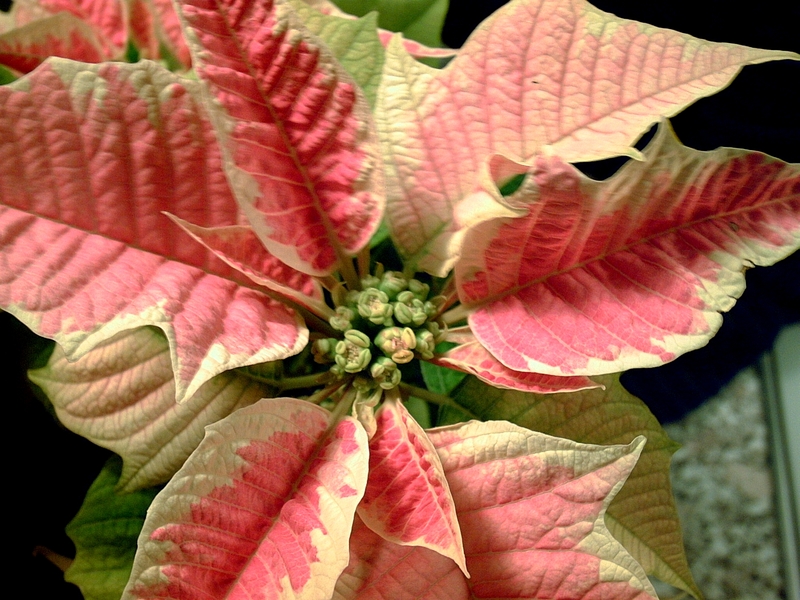 KenhSinhVien-poinsettiapant784.jpg