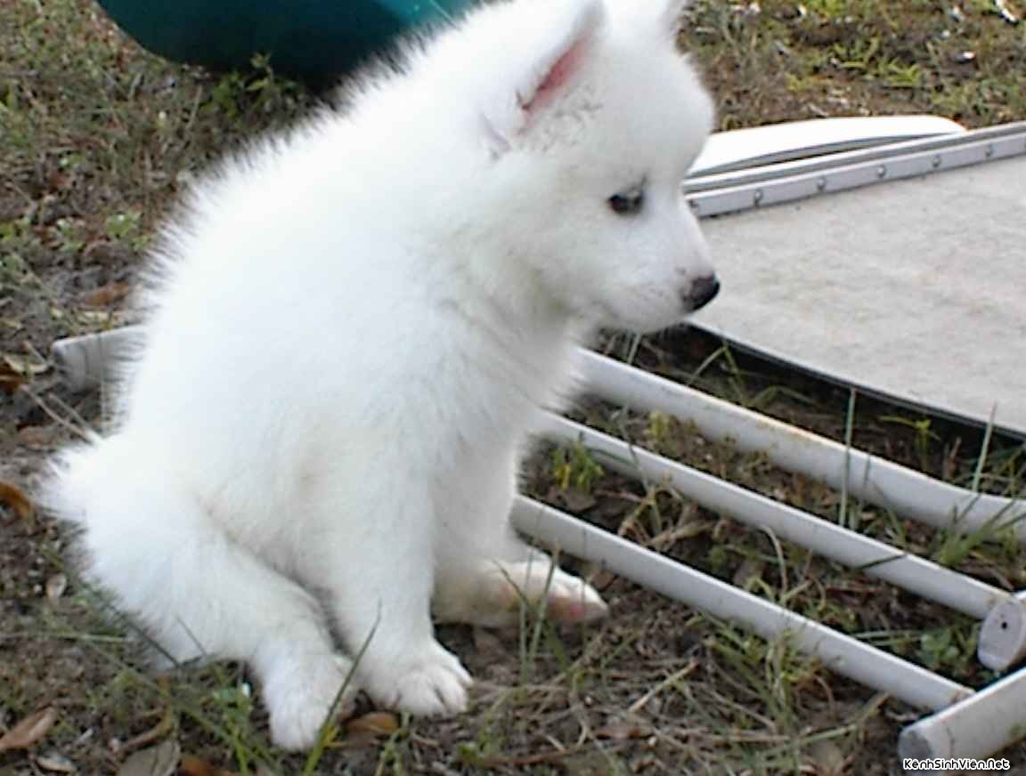 KenhSinhVien-samoyed-puppies-originated-in-siberia.jpg