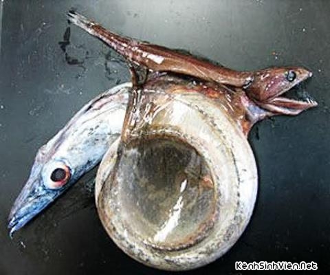Quy Luật Cá Lớn Nuốt Cá Bé Không Phải Lúc Nào Cũng Đúng | Kênh Sinh Viên