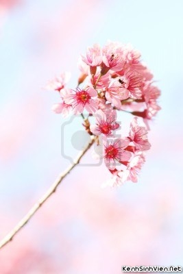 KenhSinhVien-14156277-a-bunch-of-sakura-flowers-in-thailand.jpg