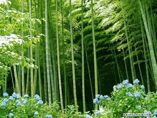 KenhSinhVien-bamboo.jpg
