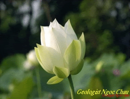 KenhSinhVien-user49-pic3565-1295659902.gif