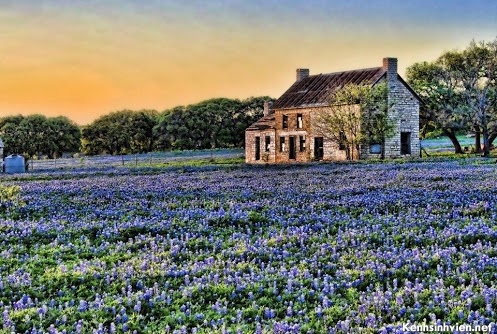 KenhSinhVien-fields-of-bluebonnets-east-texas.jpg