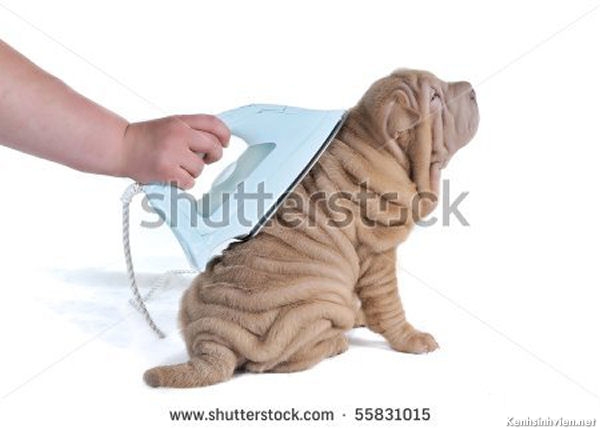 KenhSinhVien-stock-photo-wrinkled-shar-pei-puppy-being-ironed-isolated-on-white-background-55831015.jpg