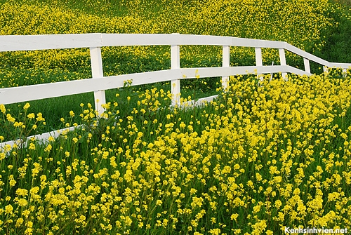 KenhSinhVien-mustard-7-353725304-6e2cffb313.jpg