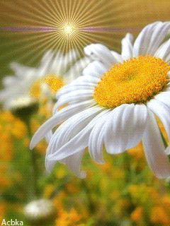 KenhSinhVien-73372-shine-white-flowers.gif