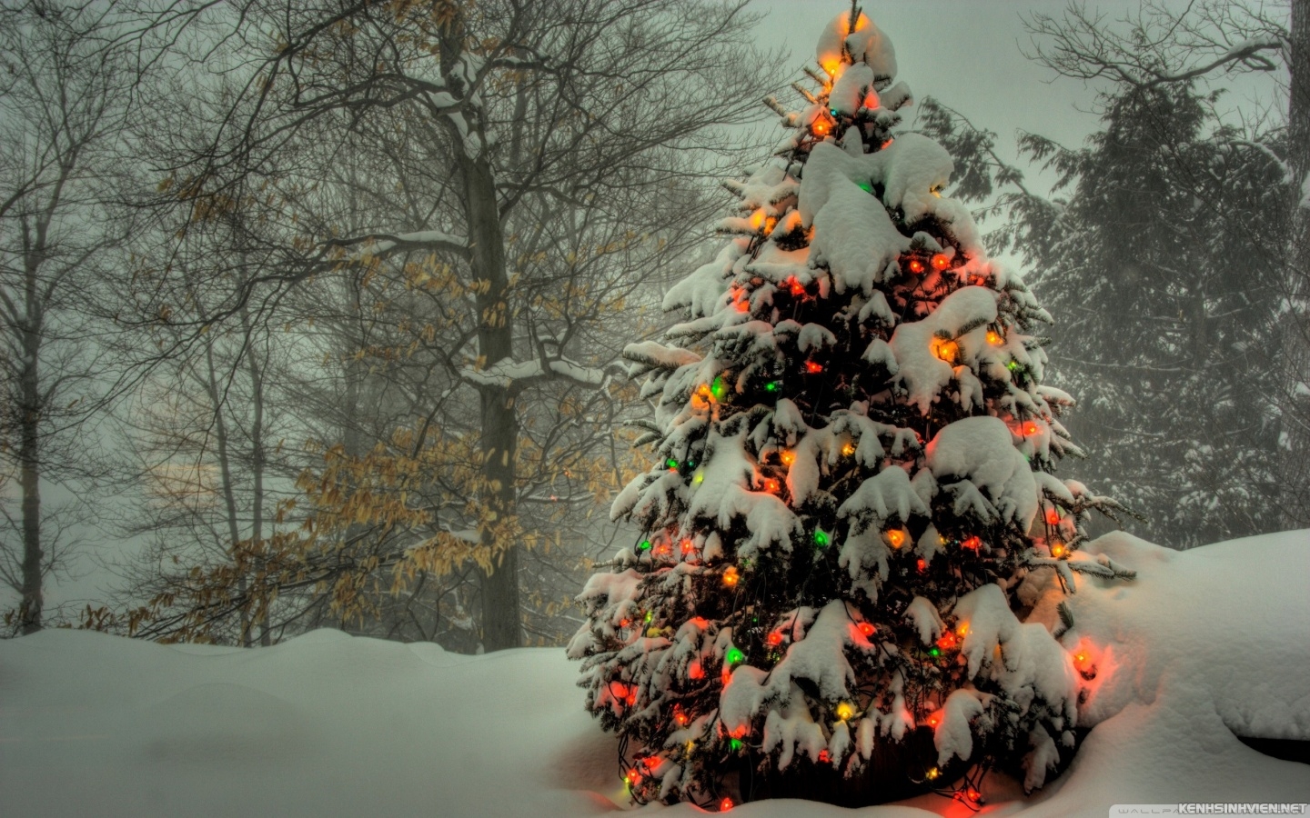 KenhSinhVien-christmas-tree-outside-wallpaper-1440x900.jpg