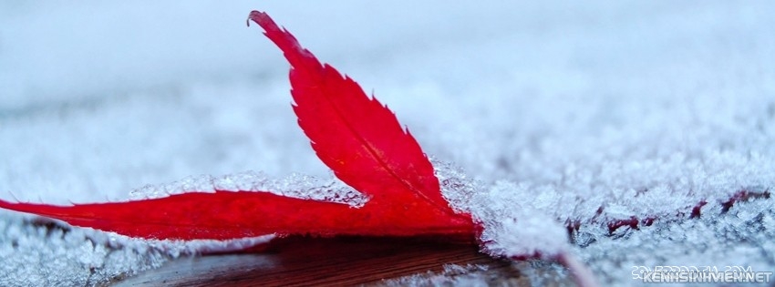 KenhSinhVien-read-leaf-under-crystal-snow-cold-cool-facebook-timeline-covers.jpg