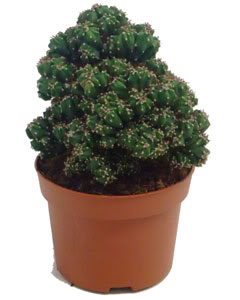 KenhSinhVien-cactus-944483.jpg