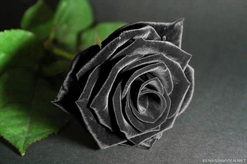 rose-black1.jpg