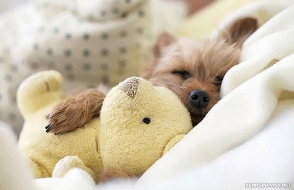 KenhSinhVien-cute-animals-sleeping-stuffed-toys-14-7a3f8.jpg