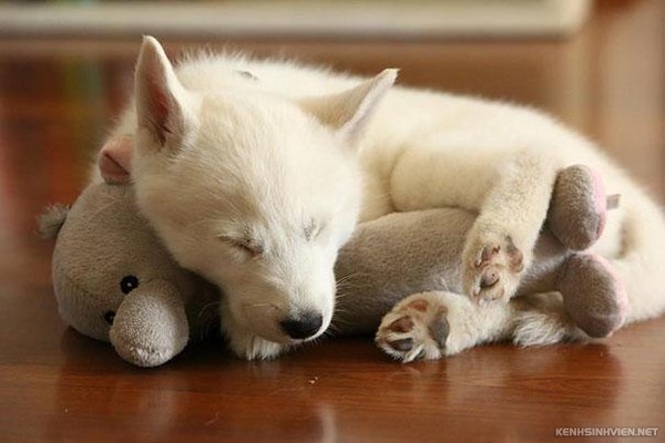 KenhSinhVien-cute-animals-sleeping-stuffed-toys-17-7a3f8.jpg