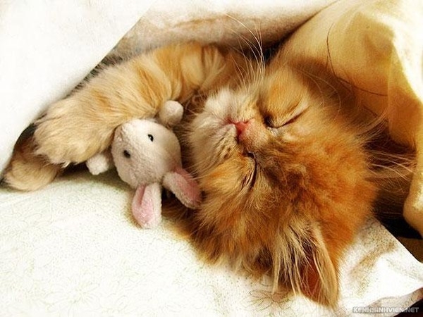 KenhSinhVien-cute-animals-sleeping-stuffed-toys-19-7a3f8.jpg