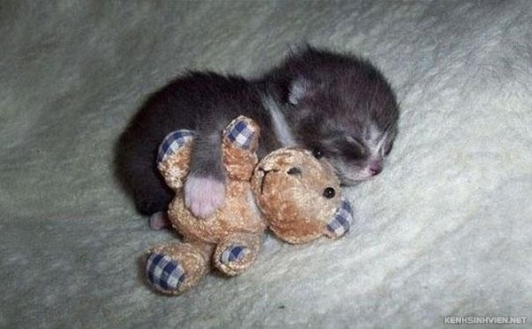 KenhSinhVien-cute-animals-sleeping-stuffed-toys-22-7a3f8.jpg