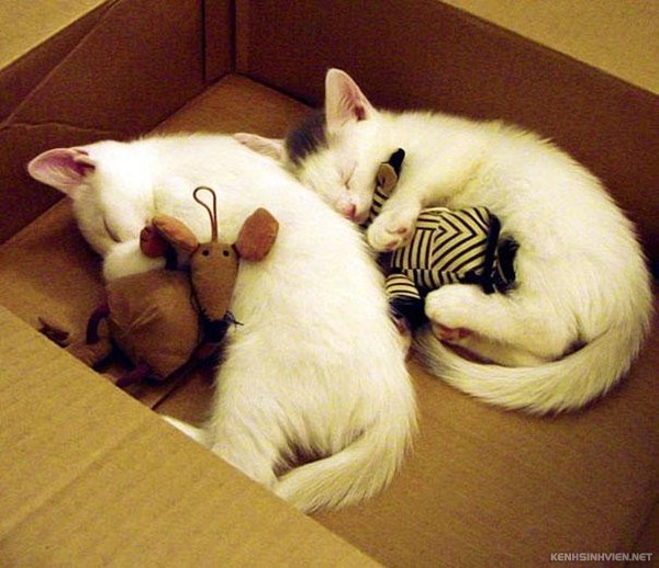 KenhSinhVien-cute-animals-sleeping-stuffed-toys-32-7a3f8.jpg