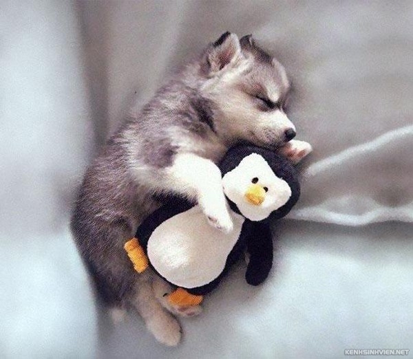 KenhSinhVien-cute-animals-sleeping-stuffed-toys-37-7a3f8.jpg