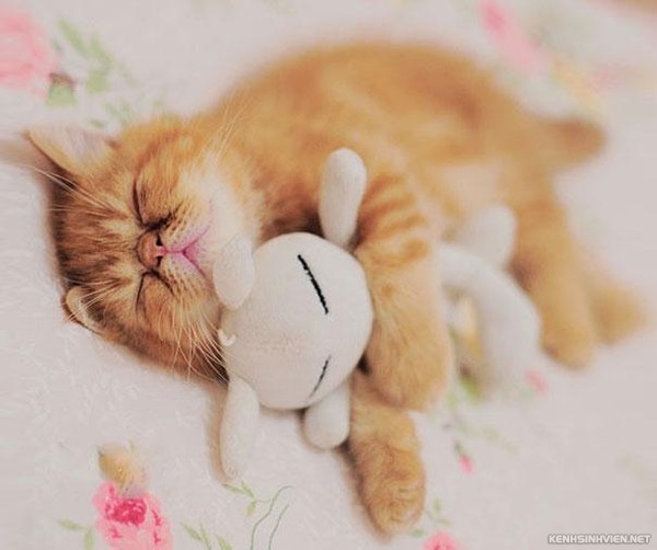 KenhSinhVien-cute-animals-sleeping-stuffed-toys-4-7a3f8.jpg