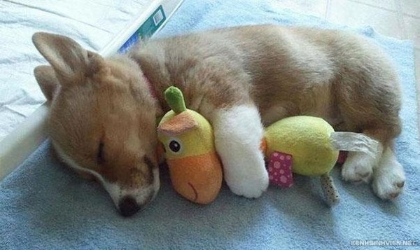 KenhSinhVien-cute-animals-sleeping-stuffed-toys-41-7a3f8.jpg