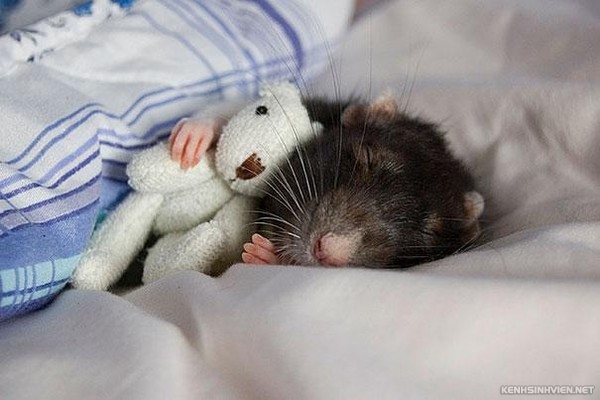 KenhSinhVien-cute-animals-sleeping-stuffed-toys-6-7a3f8.jpg