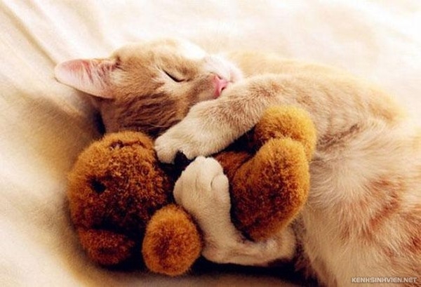 KenhSinhVien-cute-animals-sleeping-stuffed-toys-7-7a3f8.jpg