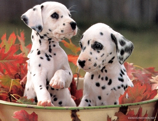 dalmatian-puppies.jpg