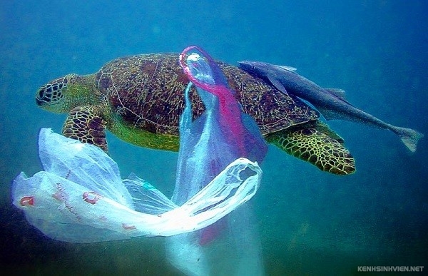 plastic-bags-ocean-8e14f.jpg