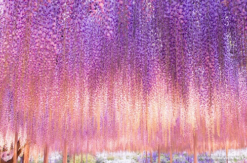 oldest-wisteria-tree-ashikaga-1820-2547-1406003569.jpg