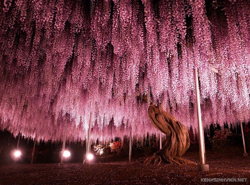 oldest-wisteria-tree-ashikaga-2707-7232-1406003569.jpg