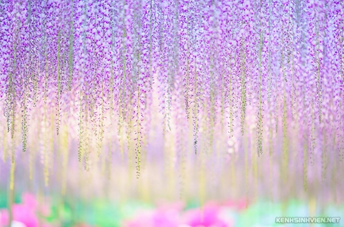 oldest-wisteria-tree-ashikaga-6176-5482-1406003570.jpg