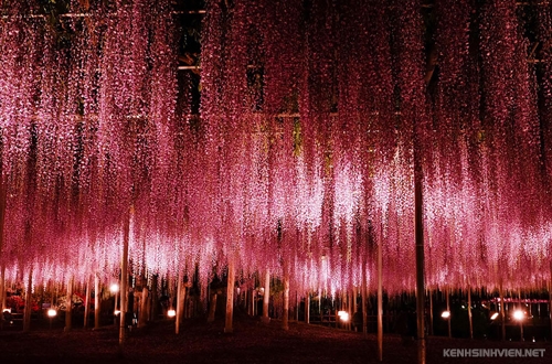 oldest-wisteria-tree-ashikaga-8945-1498-1406003569.jpg
