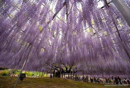 oldest-wisteria-tree-ashikaga-8961-6726-1406003570-1.jpg