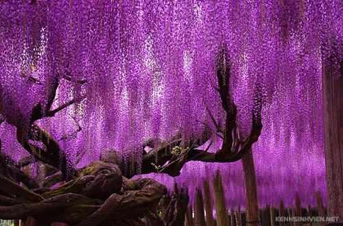 oldest-wisteria-tree-ashikaga-9533-7151-1406003569.jpg