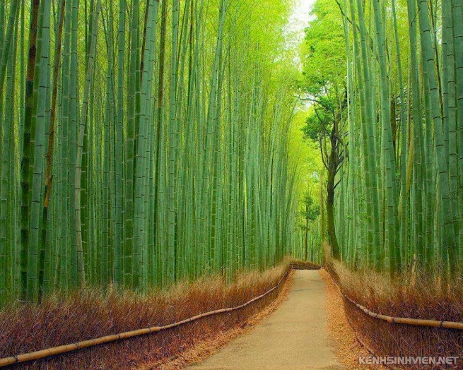bamboo-forest-at-arashiyama-park-968x774.jpg
