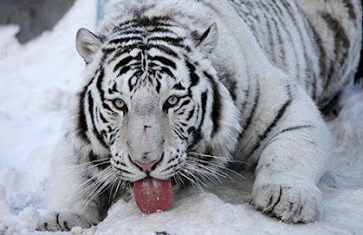 551998-cute-white-tiger-cubs-1.jpg