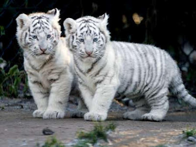 551998-cute-white-tiger-cubs-3.jpg