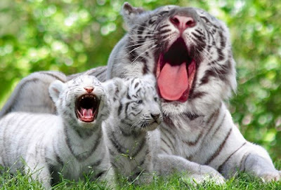 551998-cute-white-tiger-cubs-4.jpg