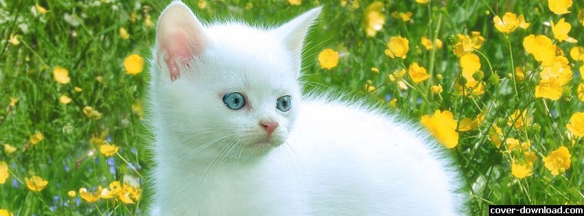 529461-086-cute-white-cat-facebook-cover.jpg