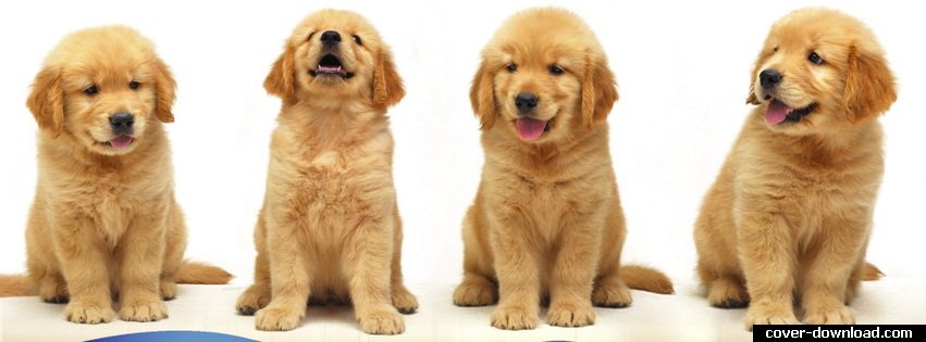 529498-251-dogs-kute-facebook-cover-photo.jpg