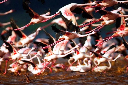 651645-lake-nakuru-flamingos-1-72b86.jpg