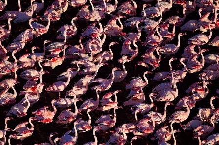651645-lake-nakuru-flamingos-11-72b86.jpg