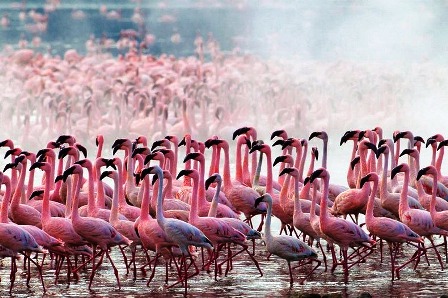 651645-lake-nakuru-flamingos-12-72b86.jpg