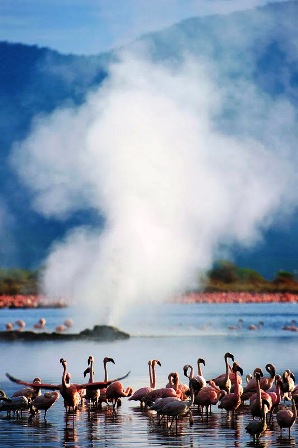 651645-lake-nakuru-flamingos-14-72b86.jpg