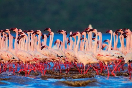 651645-lake-nakuru-flamingos-2-72b86.jpg