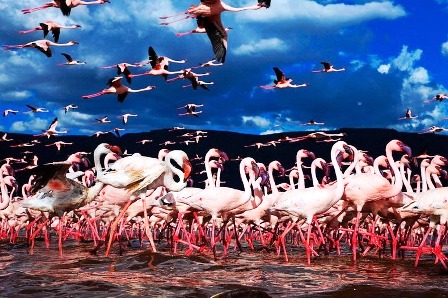 651645-lake-nakuru-flamingos-3-72b86.jpg