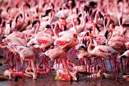 651645-lake-nakuru-flamingos-4-72b86.jpg