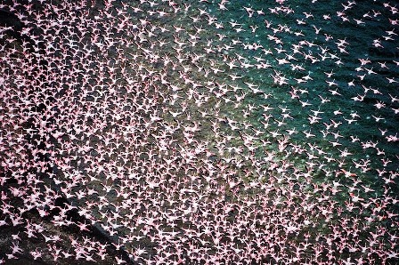 651645-lake-nakuru-flamingos-7-72b86.jpg