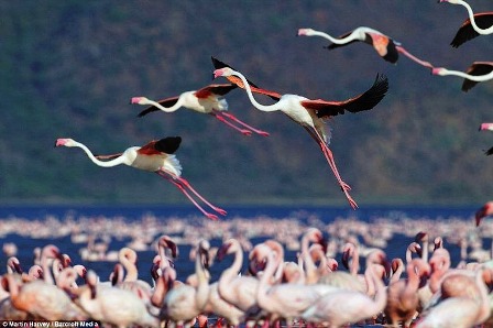 651645-lake-nakuru-flamingos-9-72b86.jpg