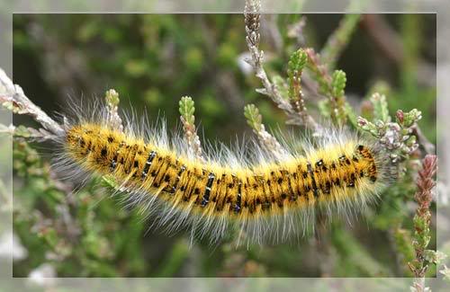 caterpillar-saurom241-602008-8934.jpg