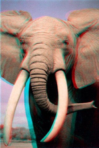 6501-elephant1-a.jpg